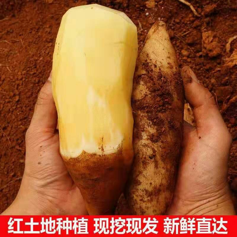  【10斤】云南天山雪莲果菊署万根苕新鲜应季水果脆甜多汁