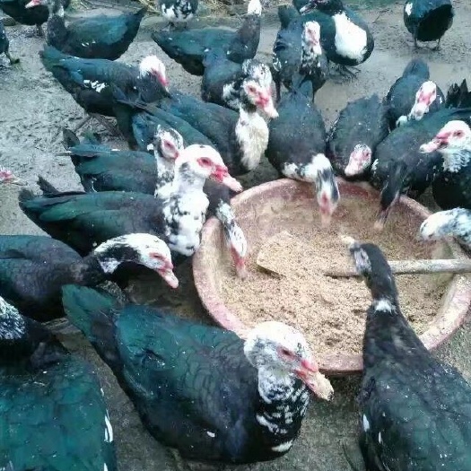 南宁大种 黑番鸭苗