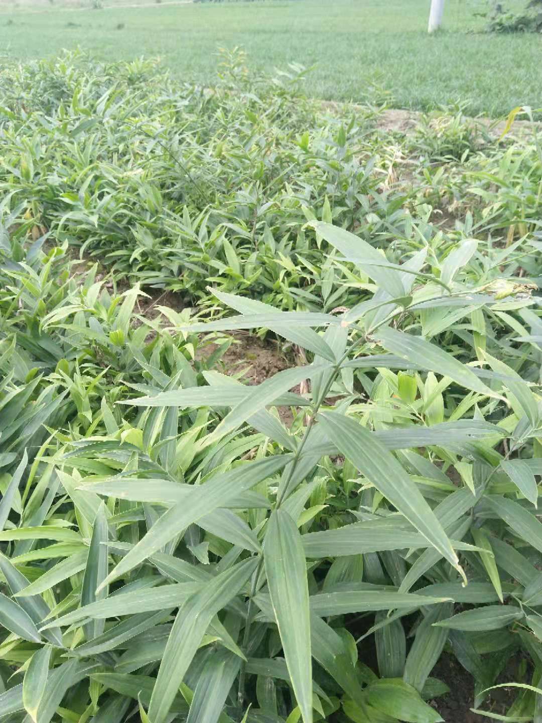 黄精种苗