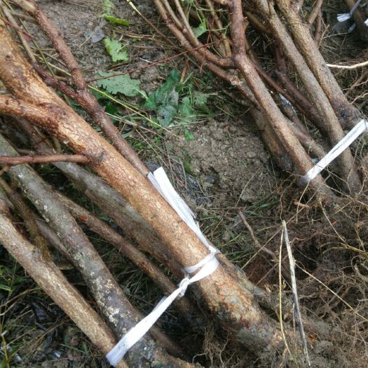 茂县青脆李苗 青脆李地租到期急须处理。品种保证可以签合同
