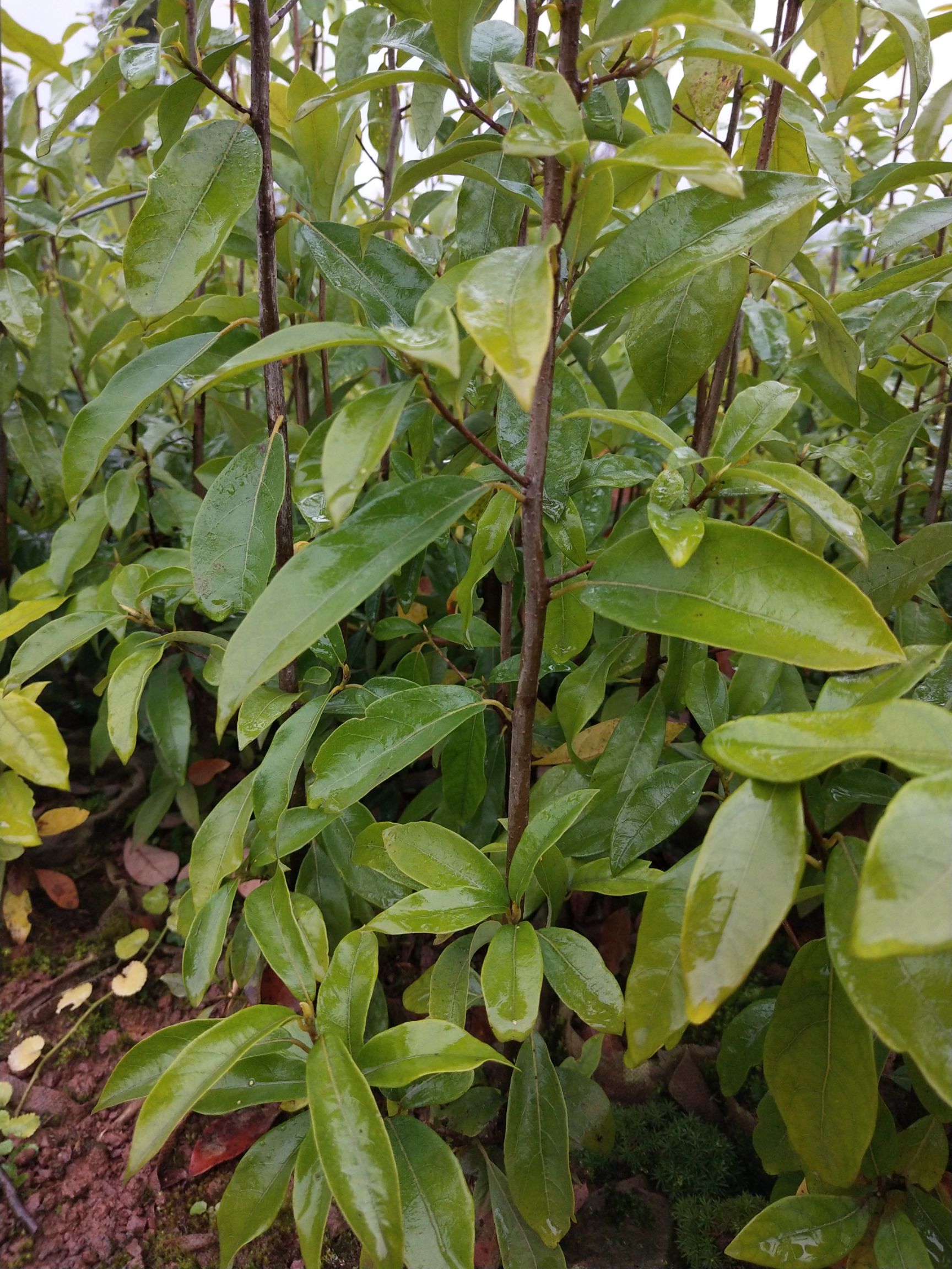  老鹰茶苗，老阴茶杯苗，各种规格都有，欢迎咨询