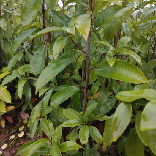  老鹰茶苗，老阴茶杯苗，各种规格都有，欢迎咨询