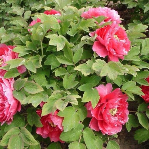 平邑县 牡丹花洛阳牡丹花苗庭院盆栽盆景室内客厅阳台桌面花卉绿植当年开