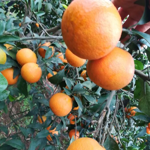 仁寿县泉水柑苗 泉水柑，早熟无核，细嫩化渣，品质好产量高