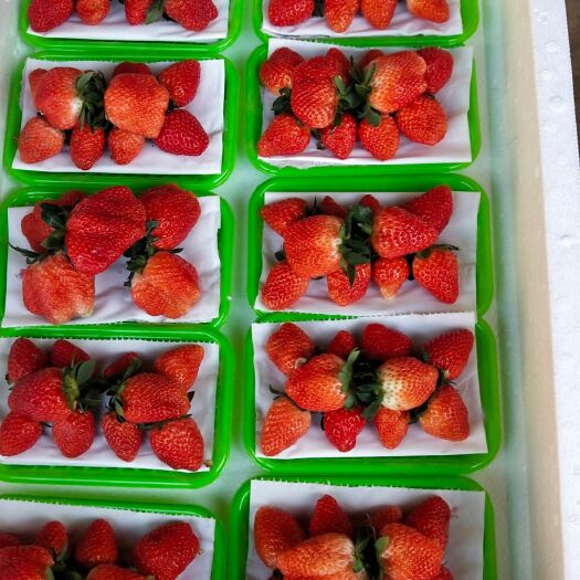 顺平县 新鲜草莓  品种齐全