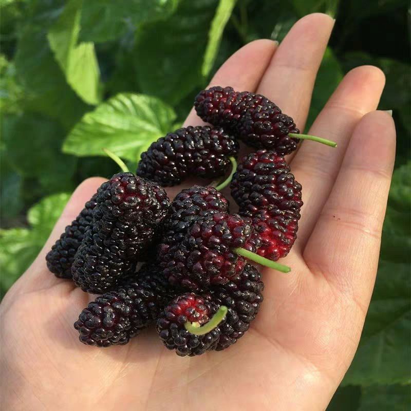  优质桑树苗  品质保证  全国包邮