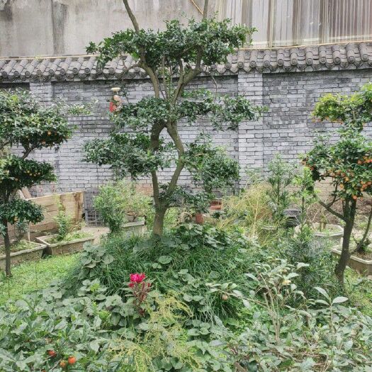 芦山县 喜欢的朋友可以联系了，大量有金弹子苗，全部六年的苗，