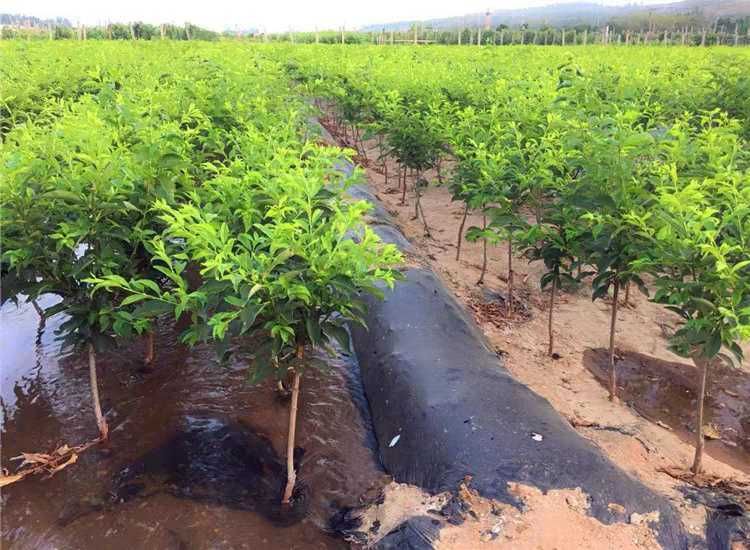 嫁接李子樹苗青脆李南北方種植特大四川脫骨李晚熟果樹苗當年結果價格