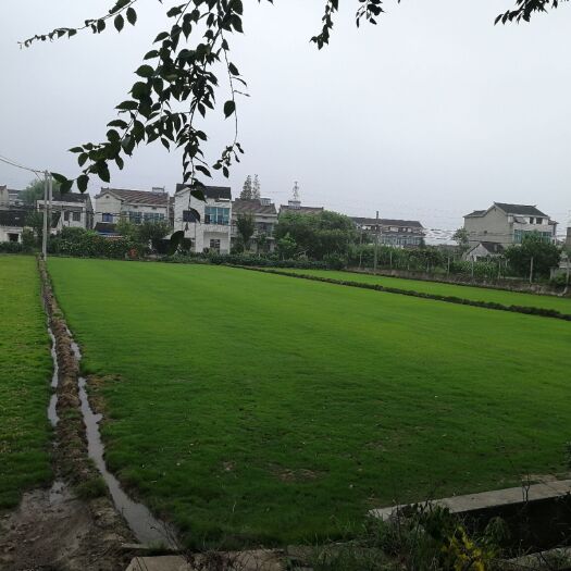 常州 各种草坪