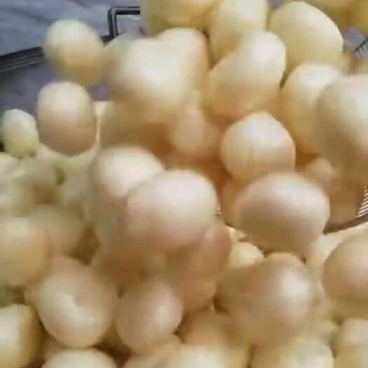 罗定市罗定皱纱鱼腐 升记皱纱鱼腐，