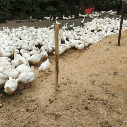宁都县 肉鹅