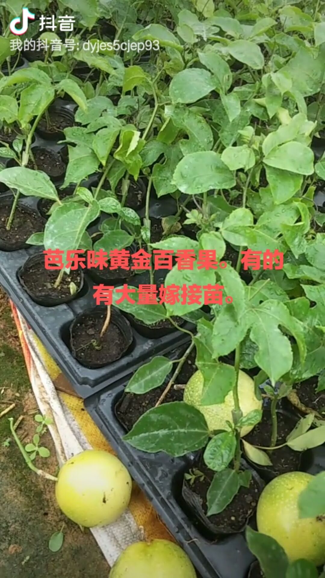 芭乐味百香果苗 芭乐味黄金果。