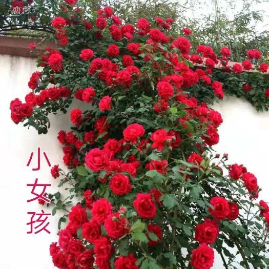 平邑县 蔷薇花苗多彩蔷薇花，爬藤蔷薇庭院阳台，四季开花保成活基地发货