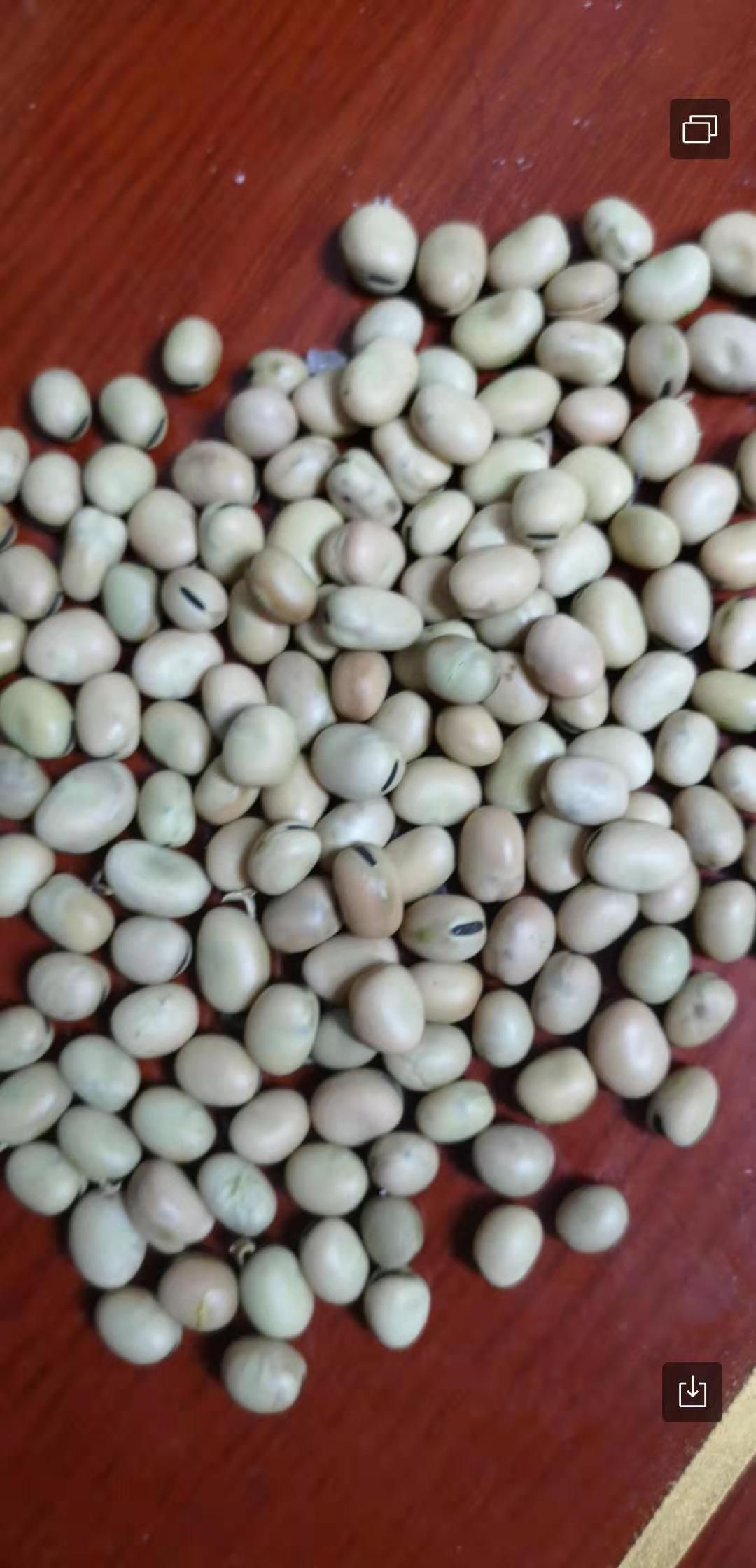 羊眼蚕豆 武都羊眼豆现己大量上市,无虫无公害,品质优良.