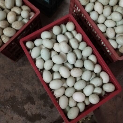 衡阳县 自家养殖场，无抗鲜鸭蛋