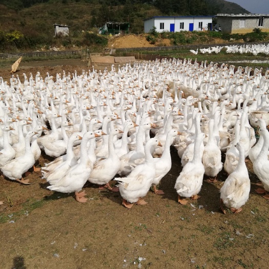 盘州市 散养大白鹅，生态鹅