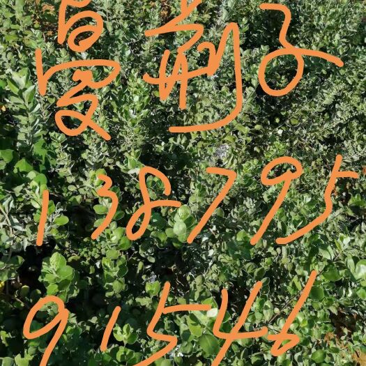 樟树市蔓荆子 大量优质蔓莉子，包栽包活。