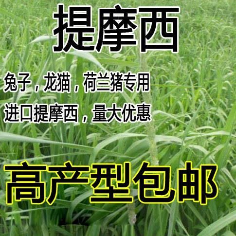 沭阳县 牧草提摩西草种子植物籽养兔养牲口专用牧草适口性好包邮