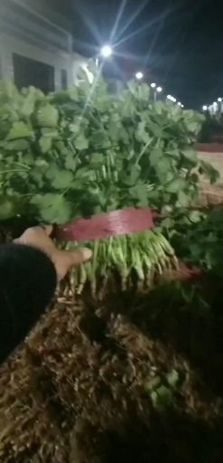 邯郸香菜  河北邯郸冬季暖棚蔬菜大量上市