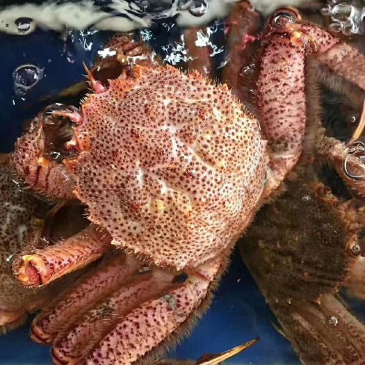 上海青蟹 红毛蟹