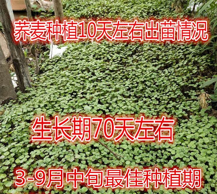  荞麦种子苦荞麦甜荞麦荞麦茶抗倒扶抗病抗虫包邮
