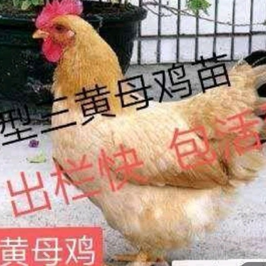 南宁 快大三黄鸡苗 (好货热卖)成长速度快 毛色橘黄麻黄抗病能力