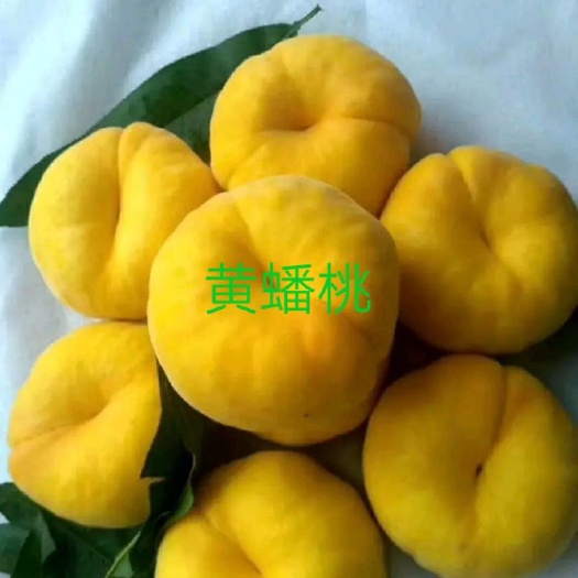 平邑县黄金油蟠桃苗 包品种，包成活。如假包换