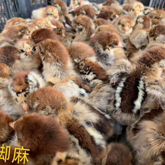 南宁青脚麻鸡苗 青脚麻，苗漂亮，价格更漂亮