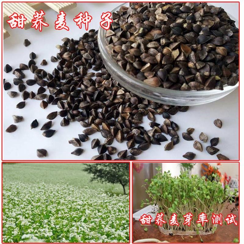  荞麦种子苦荞麦甜荞麦荞麦茶抗倒扶抗病抗虫包邮
