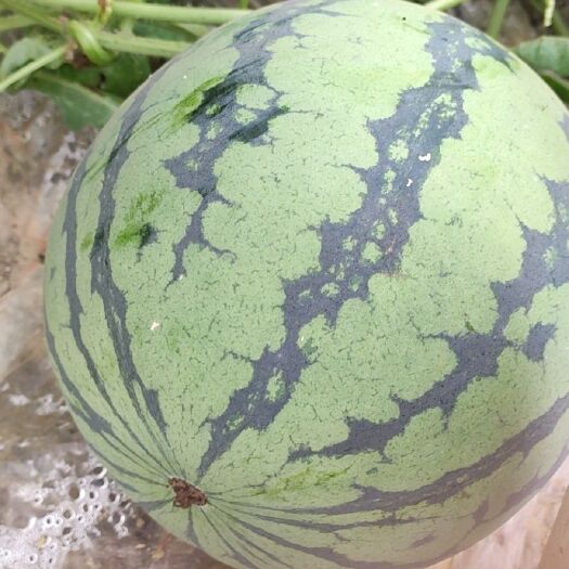 雷州市美都西瓜 7斤打底 9成熟 1茬 有籽