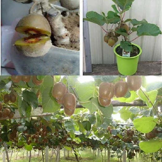 平邑县 猕猴桃苗软枣猕猴桃红心黄心果树苗南方北方种植地栽盆栽当年结果