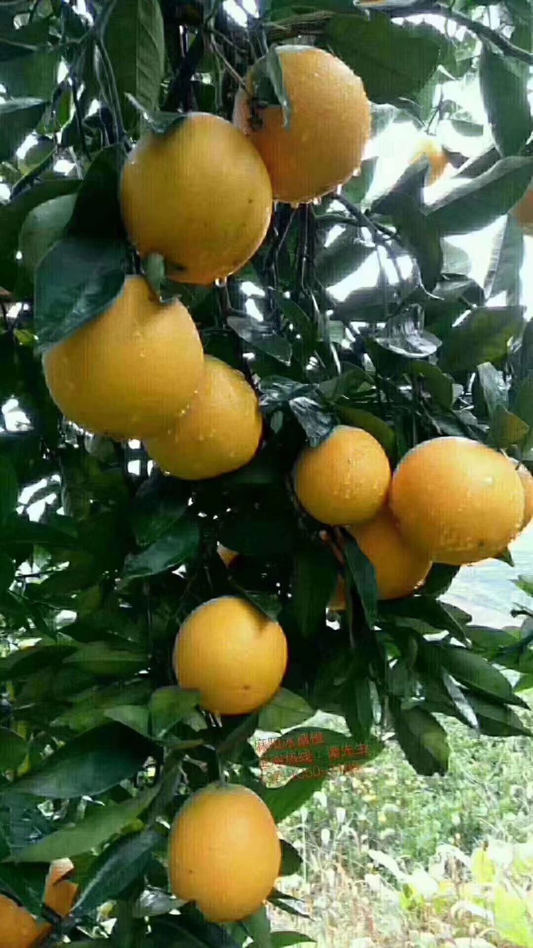  正宗怀化麻阳冰糖橙自家种的