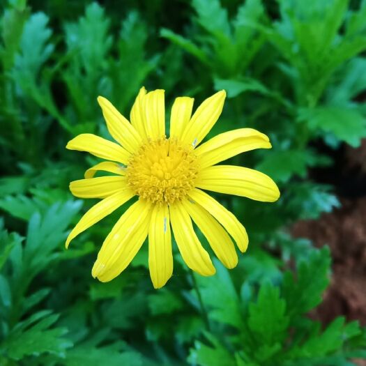昆明木春菊苗 木春菊工程用苗高度15cm～30cm