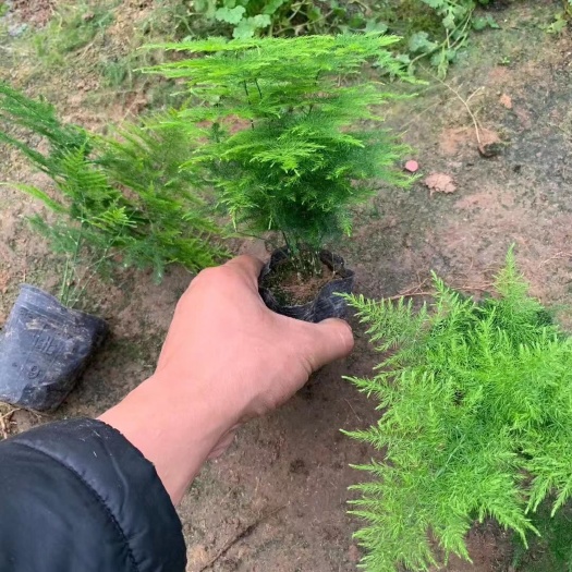 诸城市 精品单棵，组盆文竹大量出售中，欢迎老板们订购