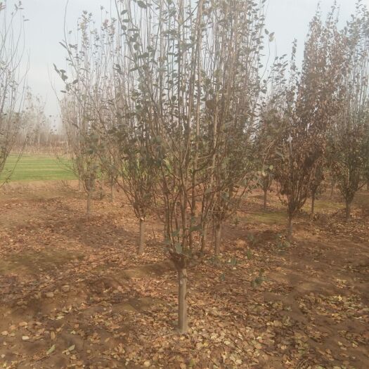 安国市乔木 白蜡