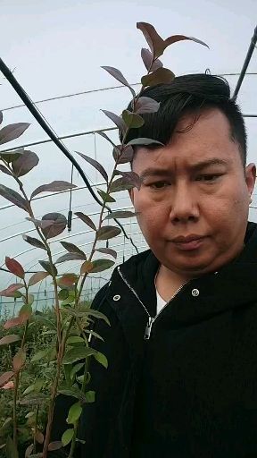 肥城市 今年蓝莓苗是真便宜了