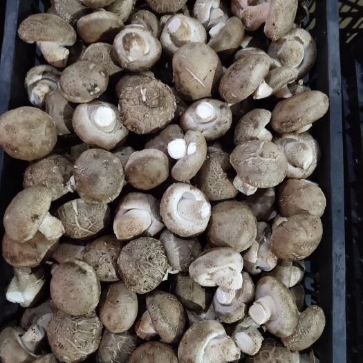 杭州香菇808 808！各种级别都有！
