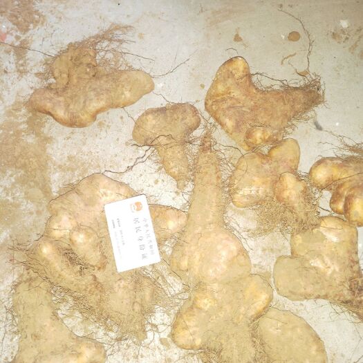 灵芝山药 30~40cm