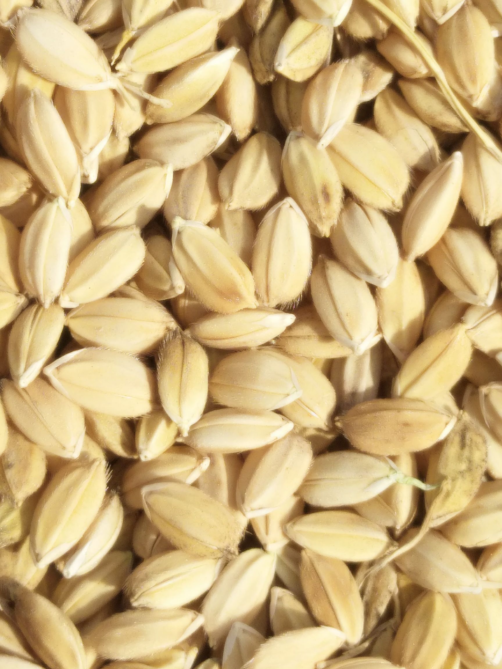 [粳稻谷批发]南粳9108 水点15米70价格2400元/吨 - 惠农网