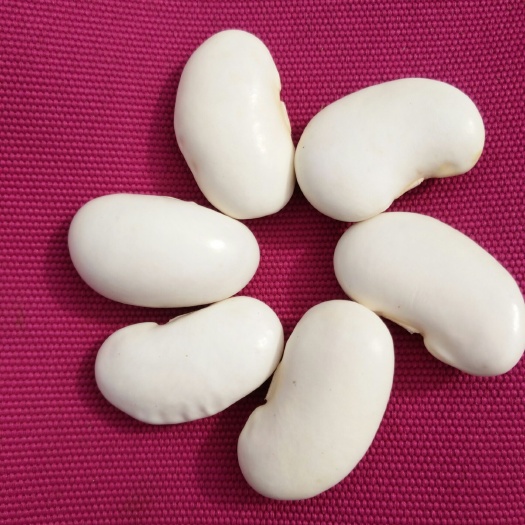 维西县 白芸豆