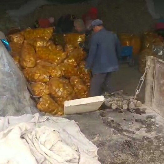 陇西县陇薯10号  定西土豆