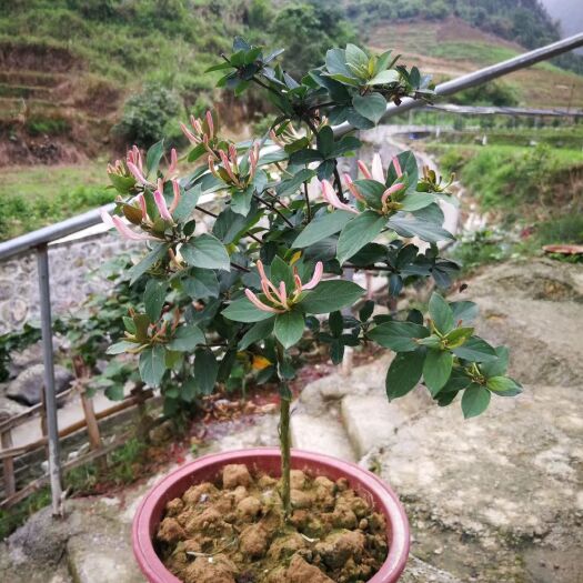 南雄市红色金银花苗 广东金银花苗