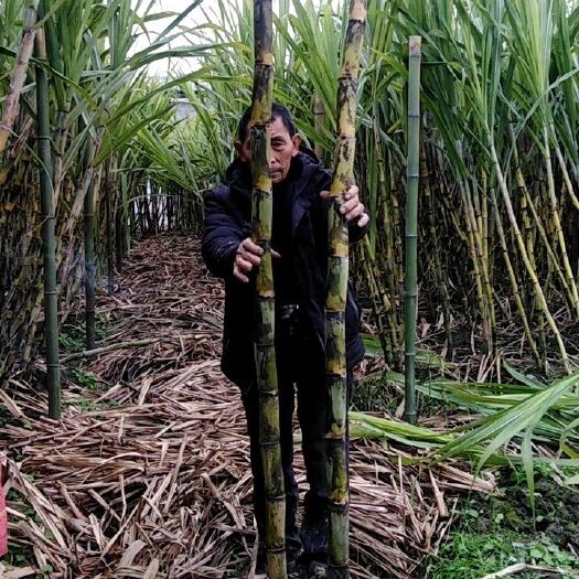 江油市甘蔗种子 出售甘蔗种。