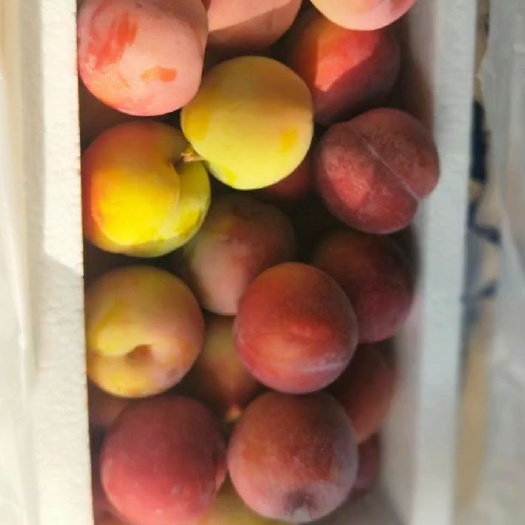 盖州市香蕉梨苗 风味独特的香蕉李子苗