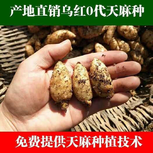 宜昌天麻种子  下堡坪农户直销乌红0代天麻种苗天麻蜜环菌菌种