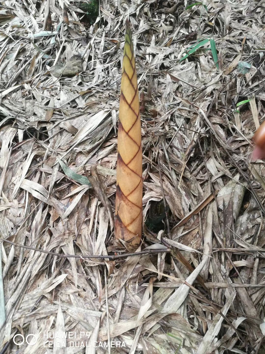 方竹苗 合江方竹(低海拔)