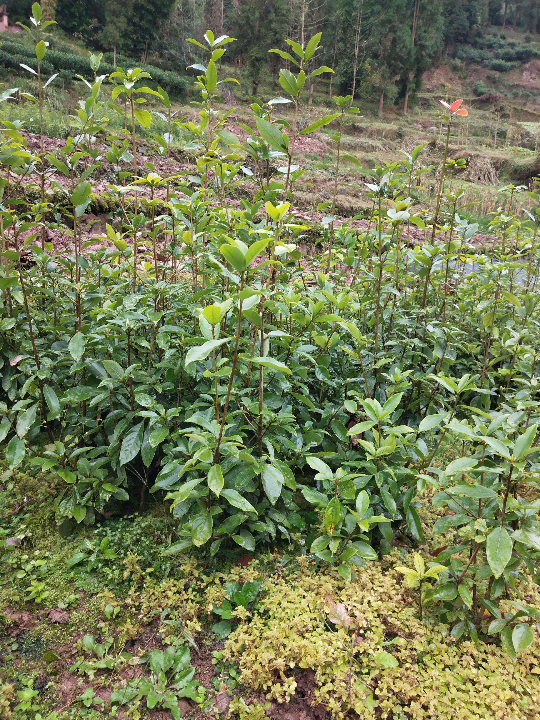  老鹰茶苗，老阴茶杯苗，各种规格都有，欢迎咨询