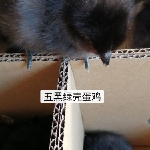 广州五黑鸡苗 五黑母