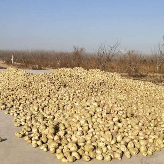 东阿县洋疙瘩 现有疙瘩几十万斤