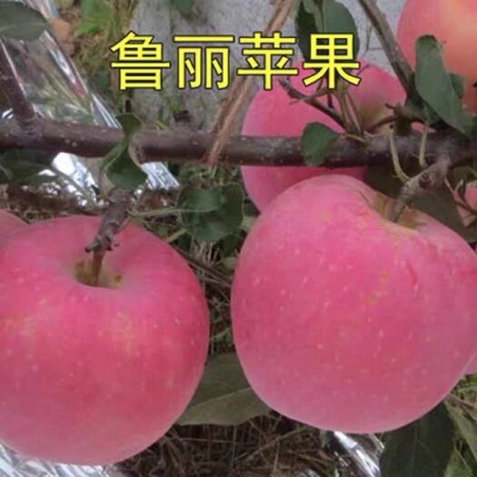 平邑县 鲁丽苹果苗